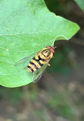 Syrphus knabi