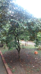 Chrysophyllum cainito