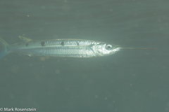 Hemiramphus far