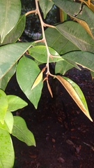 Chrysophyllum cainito