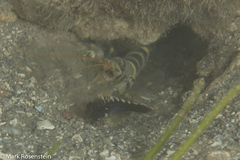 Cryptocentrus fasciatus