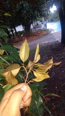 Chrysophyllum cainito