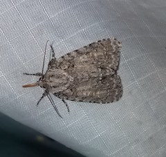 Acronicta immodica
