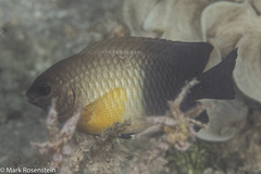 Chrysiptera unimaculata