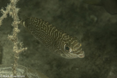 Siganus spinus