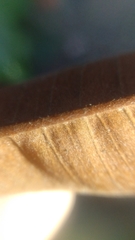 Chrysophyllum cainito