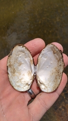 Hamiota subangulata