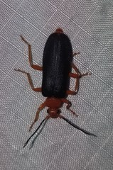 Neopyrochroa flabellata