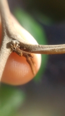 Chrysophyllum cainito