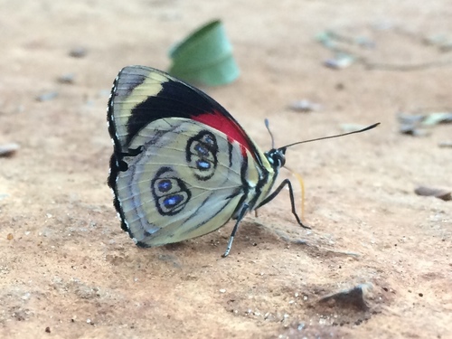 Godart's numberwing photo 3
