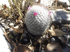 Mammillaria haageana haageana