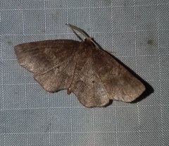 Metarranthis angularia