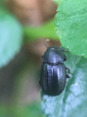 Asiopus minimus
