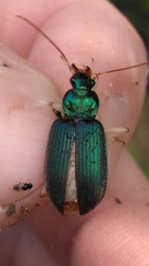 Chlaenius prasinus