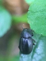 Asiopus minimus