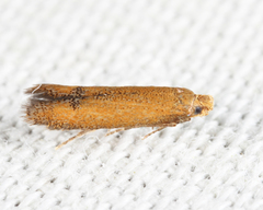 Tischeria quercitella