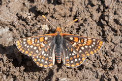 Euphydryas editha