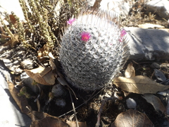 Mammillaria haageana haageana