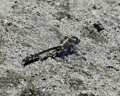 Phanogomphus kurilis