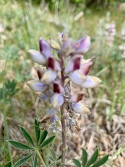 Lupinus plattensis