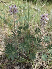 Lupinus plattensis