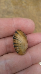 Hamiota subangulata