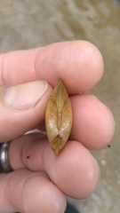 Hamiota subangulata