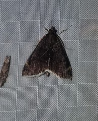 Pyrausta niveicilialis