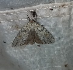 Acronicta exilis