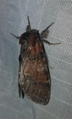 Peridea bordeloni