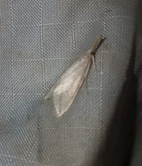 Donacaula longirostrallus