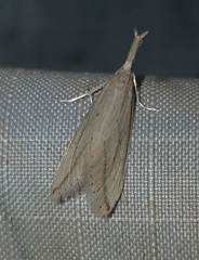 Donacaula longirostrallus