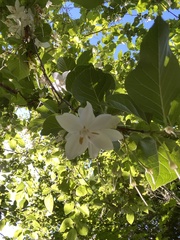 Actinidia