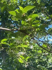 Actinidia