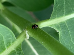 Brachiacantha ursina