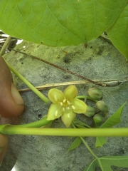 Manihot chlorosticta