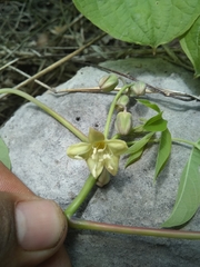 Manihot chlorosticta