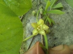 Manihot chlorosticta