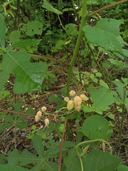 Manihot chlorosticta