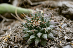 Mammillaria melanocentra melanocentra