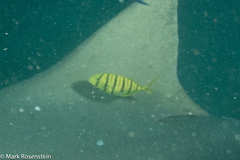 Gnathanodon speciosus