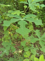 Manihot chlorosticta