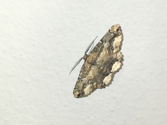 Menophra japygiaria