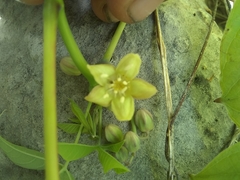 Manihot chlorosticta