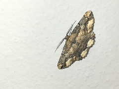 Menophra japygiaria