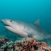 Tiger Shark - Photo (c) Mark Rosenstein, some rights reserved (CC BY-NC-SA)