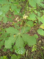 Manihot chlorosticta