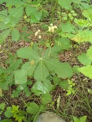 Manihot chlorosticta