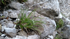 Sesleria