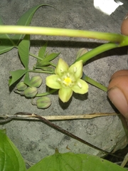 Manihot chlorosticta